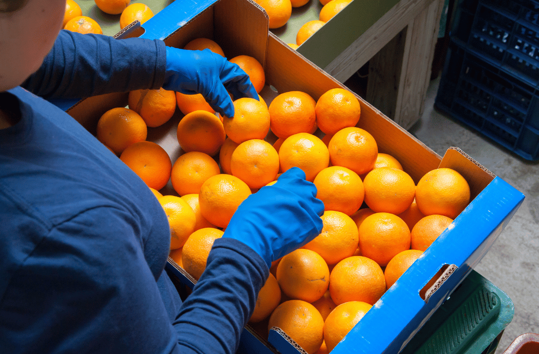 Trabajadora de Chapirte Fruits cogiendo naranjas con guantes azules